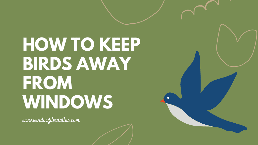 keep birds away windows dallas